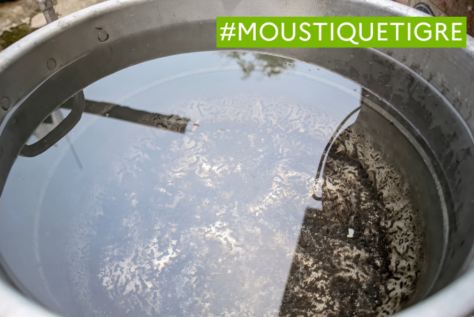 La lutte contre le moustique-tigre en Île-de-France
