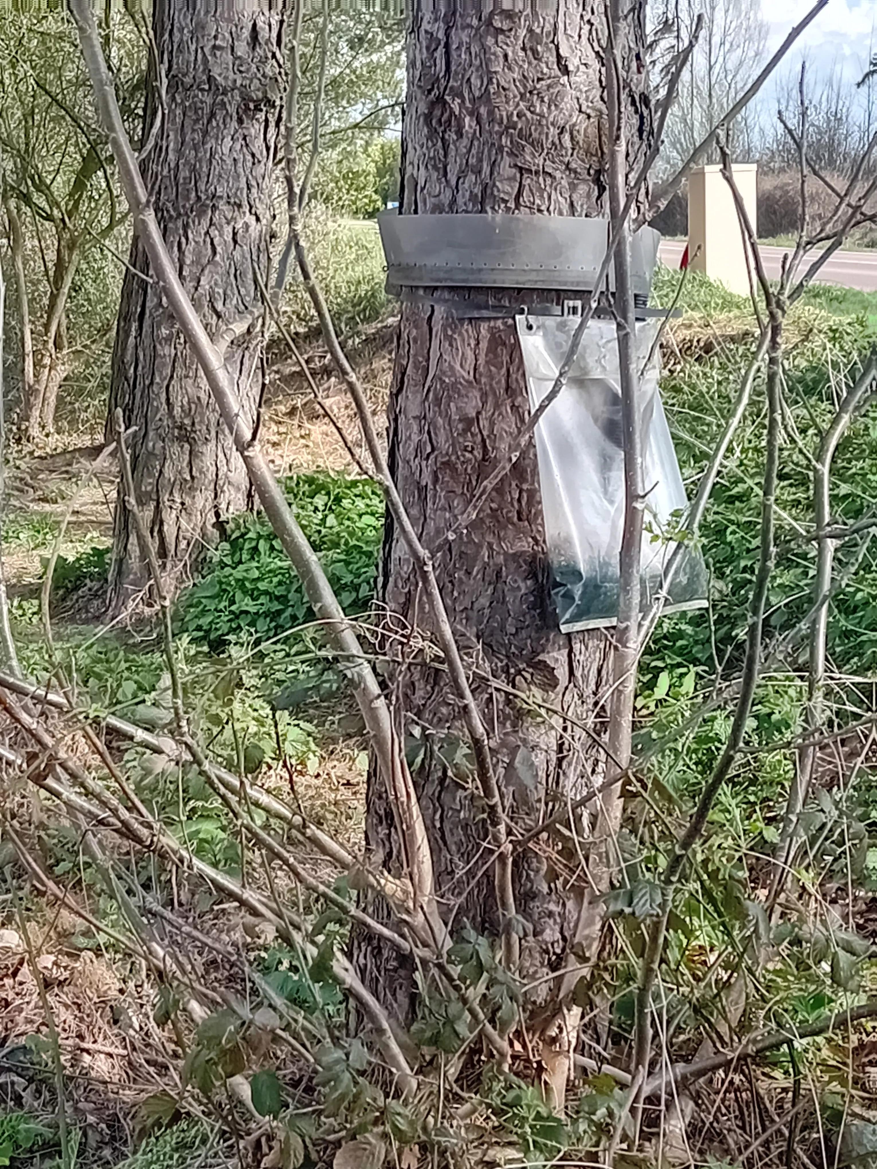 Eco-piège chenilles processionnaires - Grand Sud Est Avenir - Eric Stemler