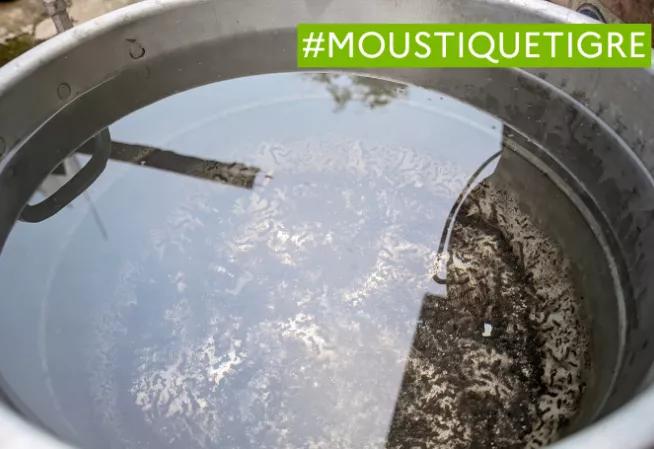Eau stagnante pouvant attirer les moustiques tigres