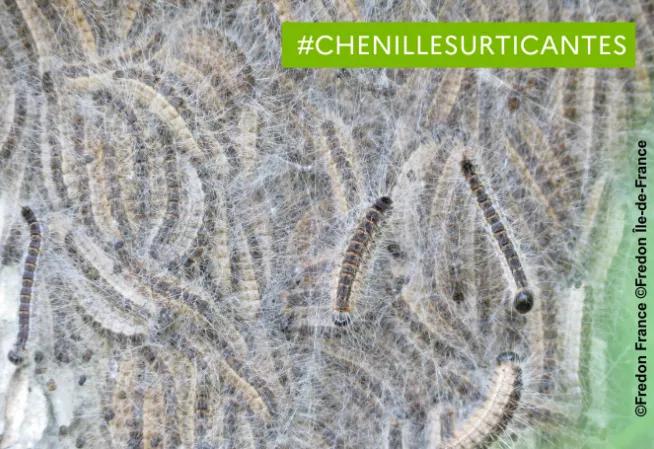 ©Fredon France ©Fredon Île-de-France