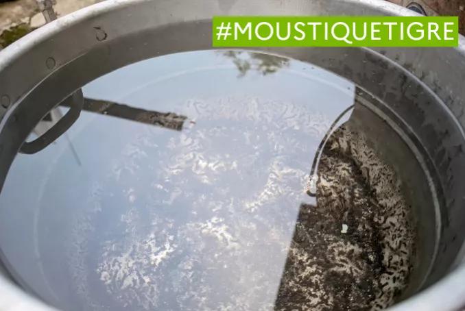 Eau stagnante pouvant attirer les moustiques tigres