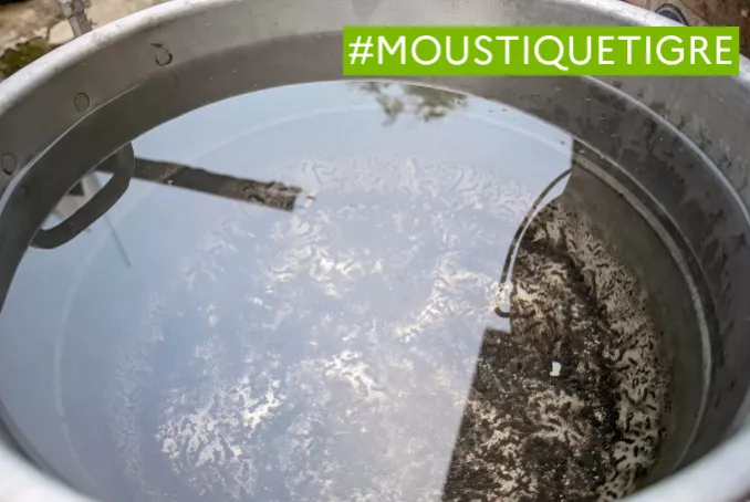 Eau stagnante pouvant attirer les moustiques tigres